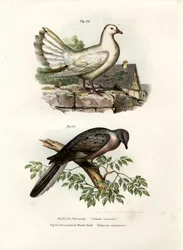 Paloma pavo real, 1864